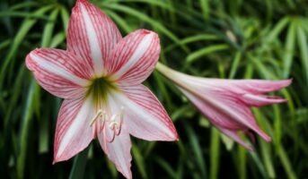 Striped Barbados Lily exotic flowers: Know how to grow them indoors and outdoors and benefits