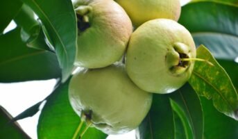 Syzygium Jambos: Facts, How to Grow and Care Indoor Plants