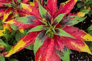 Amaranthus tricolor: Benefits, and How to grow?