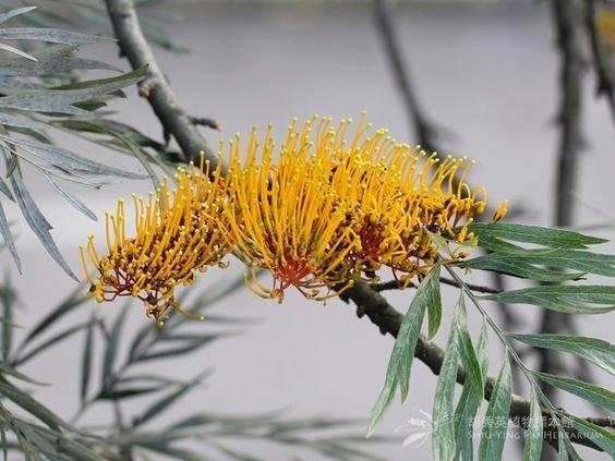 Grevillea robusta: Facts, how to grow and care, uses and toxicity of the Silky Oak 2