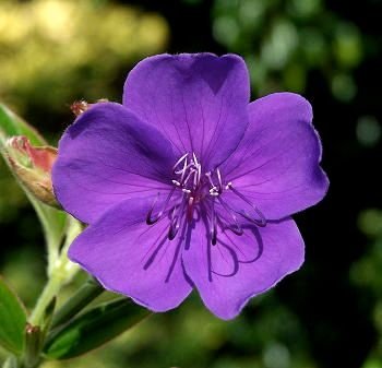 Tibouchina urvilleana: What truly makes it the princess flower? 1