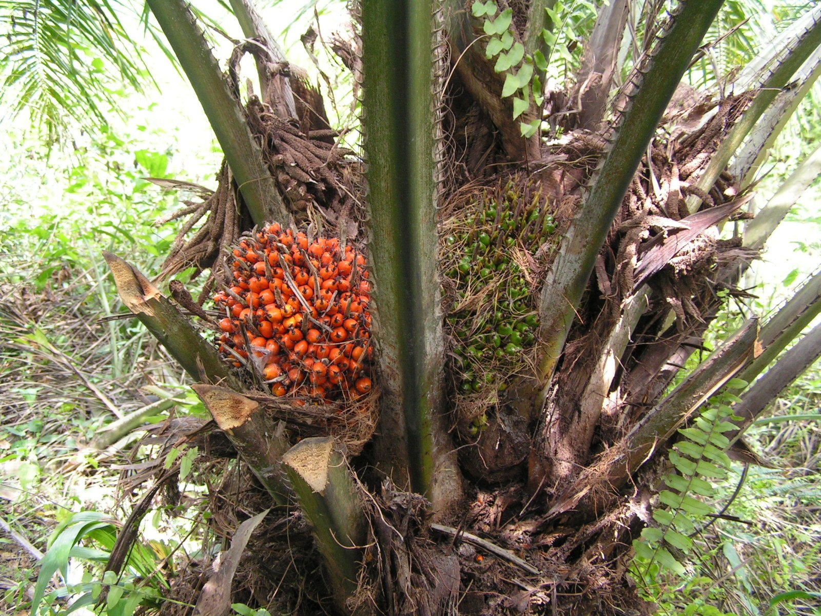 Elaeis guineensis: All you need to know about African oil palm 1