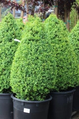 Buxus sempervirens: Facts, features, growth, maintenance, pests associated, uses, and toxicity of common box 1