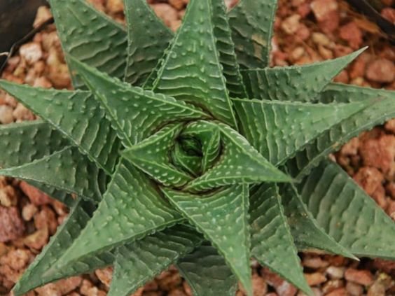 Haworthiopsis limifolia: A beginner’s guide to the growth and care of the fairies washboard 1