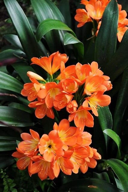 Clivia miniata: A complete guide to propagation and care of kaffir lilies 1
