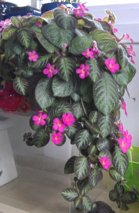 Episcia: Facts, features, growth, maintenance, uses and benefits, and toxicity of flame violet 1