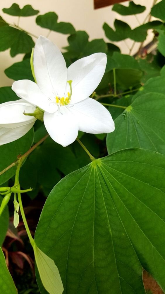 Bauhinia acuminata: Key facts, features, growth, maintenance tips, and uses of white orchid tree 1