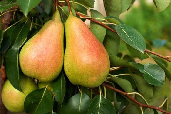 Pyrus communis: All you need to know about the European pear 1