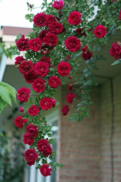 Rosa rubiginosa: All about the timeless bush rose 1