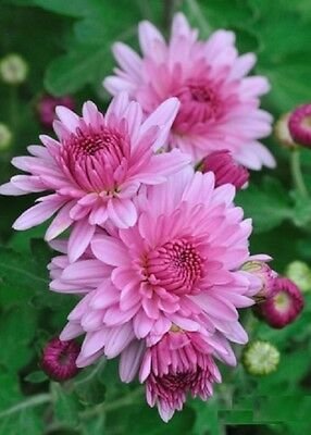 Chrysanthemum indicum: Facts, cultivation, maintenance, uses, and toxicity of Indian chrysanthemum 1