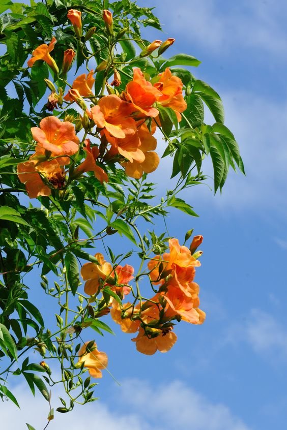 Campsis grandiflora: Everything you need to know about Chinese trumpet vine 1