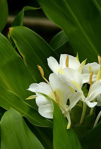 Hedychium coronarium: Add the butterfly ginger to your garden 1