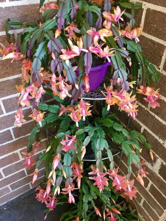 Schlumbergera truncata: Facts, growth, maintenance, and uses of the Thanksgiving cactus 1