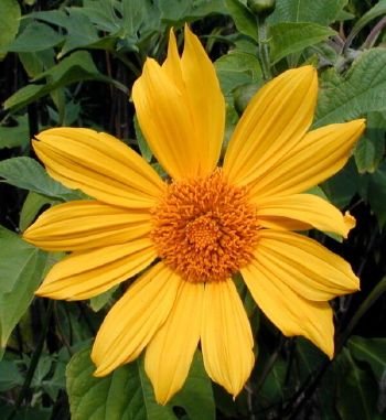 Tithonia diversifolia: Facts, physical description, growth, maintenance and uses of the Mexican sunflower 1