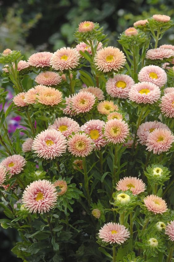 Callistephus: All about owning and growing the China aster plant 1