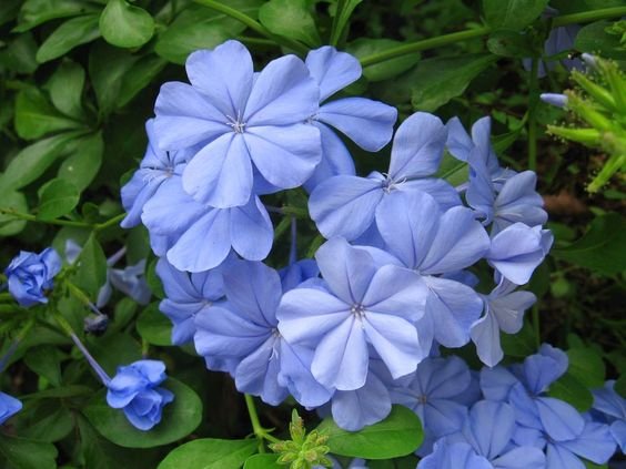 Plumbago auriculata: Facts, growth, maintenance, and uses of cape plumbago 1