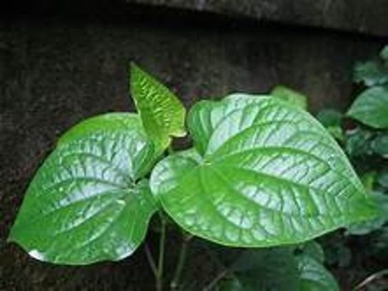 Betel vine is a tropical evergreen plant popular because of its leaves 1