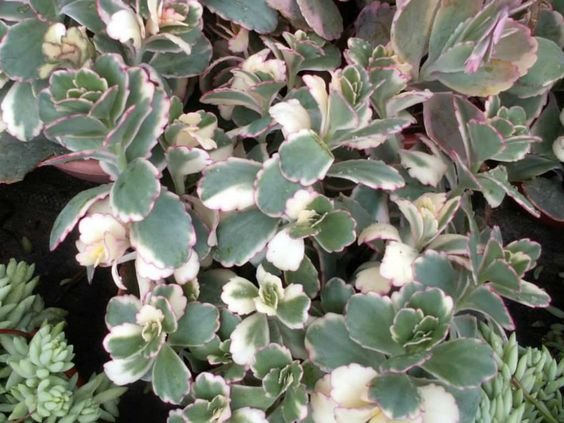 Kalanchoe fedtschenkoi: Facts, features, growth and maintenance tips, toxicity, and uses of lavender scallops 1