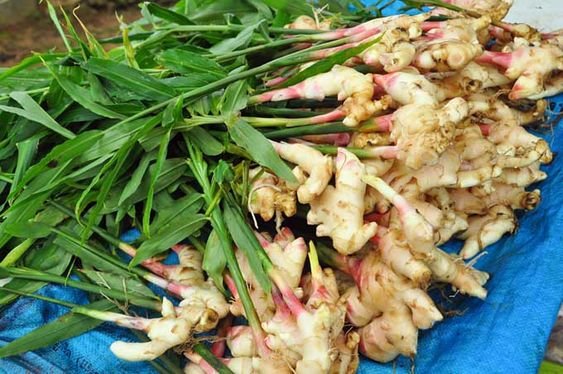 Ginger plant: Facts, features, growth, maintenance, and uses of Zingiber officinale 1