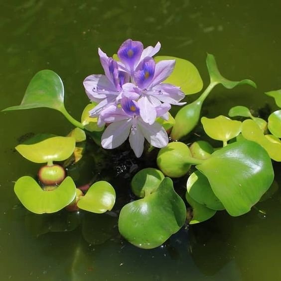 water hyacinth essay