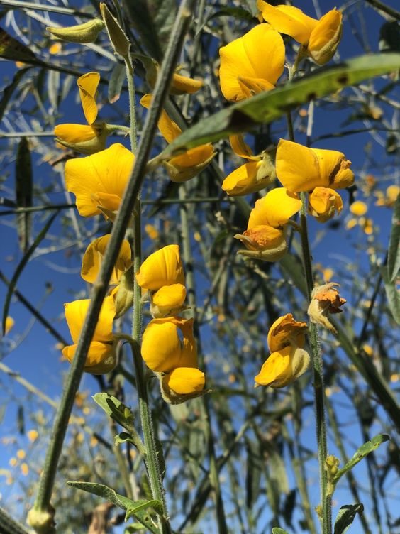 Crotalaria juncea: A thorough guide to growing and maintaining Indian hemp 1