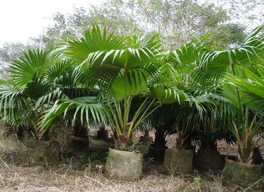 Livistona chinensis: Facts, features, growth, care, and uses of Chinese fan palm 1