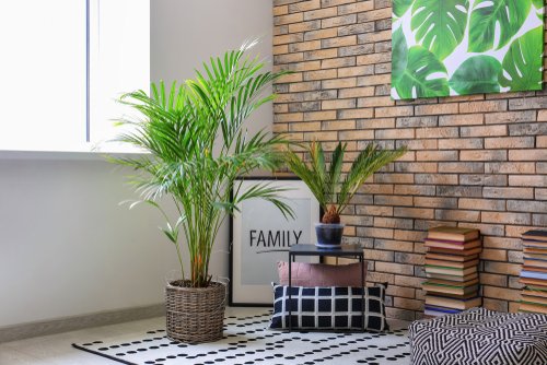10 best living room indoor plants
