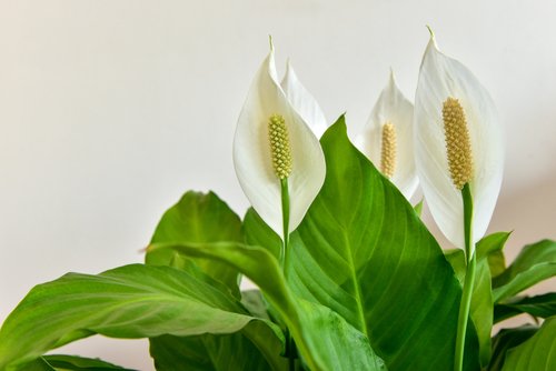 Indoor Planters Online - Decorative Indoor Flower Plant Pots | Nestasia