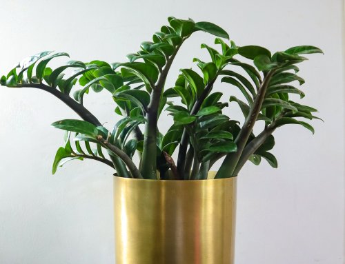 10 best living room indoor plants