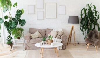 Indoor plants for living room to spruce up your home