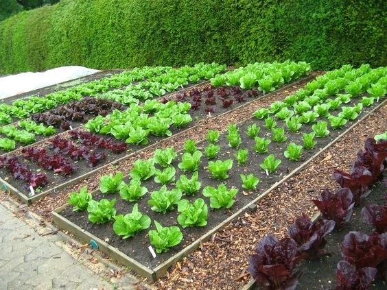 Vegetable garden: A step-by-step guide to establish a vegetable garden 1