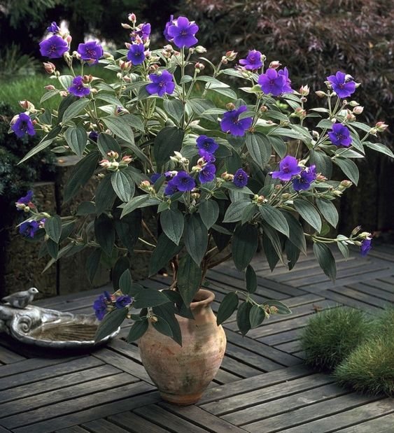 Tibouchina urvilleana: What truly makes it the princess flower? 2