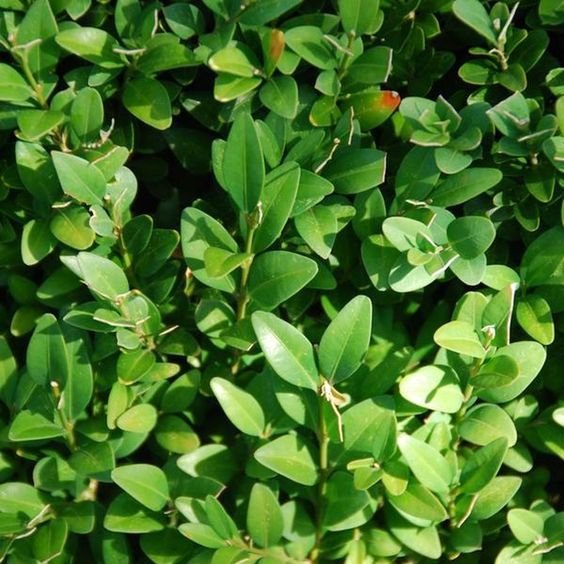 Buxus sempervirens: Facts, features, growth, maintenance, pests associated, uses, and toxicity of common box 2