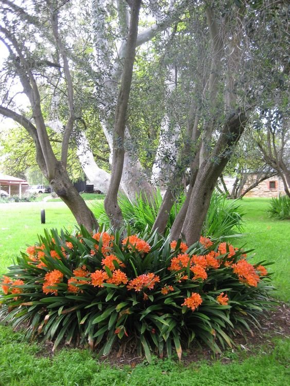 Clivia miniata: A complete guide to propagation and care of kaffir lilies 2