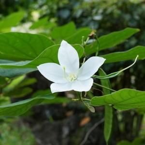 Bauhinia acuminata: Key facts, features, growth, maintenance tips, and uses of white orchid tree 2