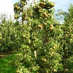 Pyrus communis: All you need to know about the European pear 2