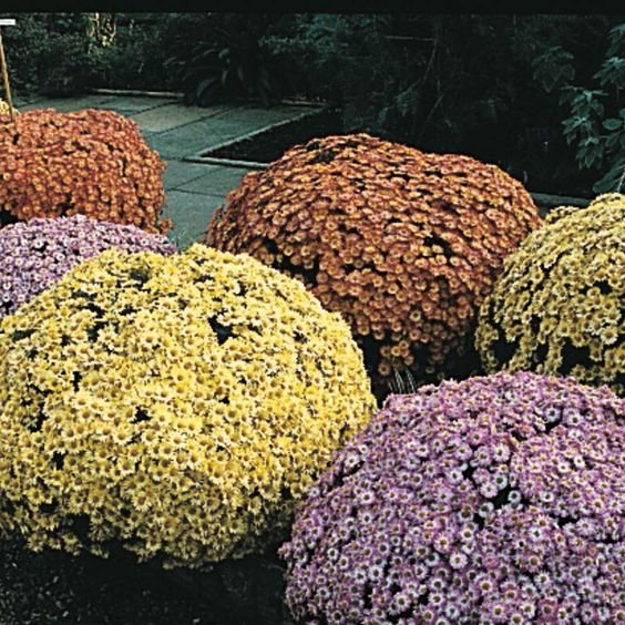 Chrysanthemum indicum: Facts, cultivation, maintenance, uses, and toxicity of Indian chrysanthemum 2