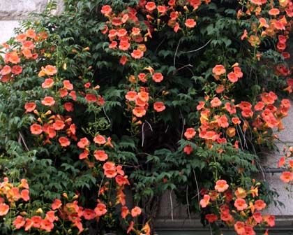 Campsis grandiflora: Everything you need to know about Chinese trumpet vine 2