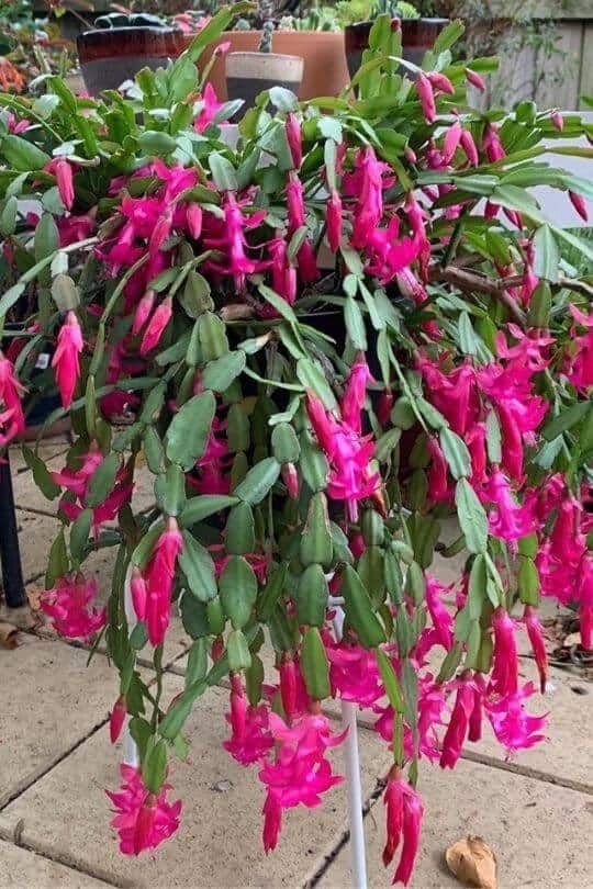 Schlumbergera truncata: Facts, growth, maintenance, and uses of the Thanksgiving cactus 