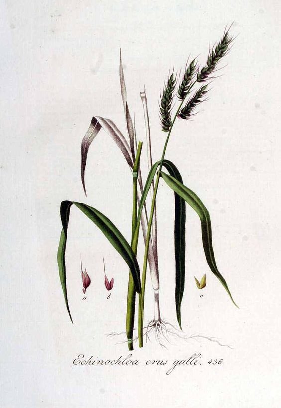 Echinochloa crus-galli: Know how to use and control Japanese millet 3