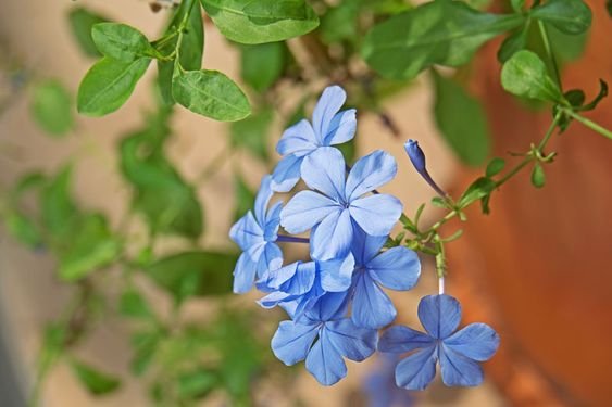 Plumbago auriculata: Facts, growth, maintenance, and uses of cape plumbago 2