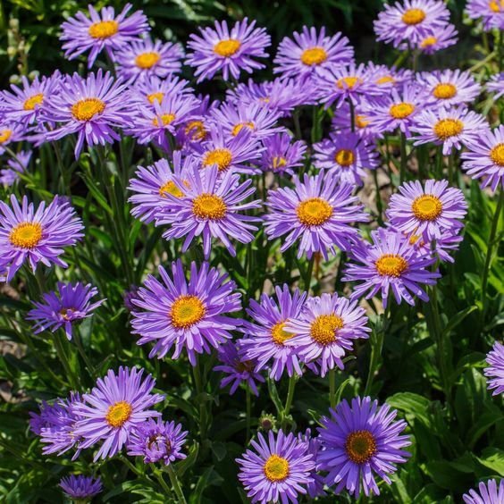Callistephus: All about owning and growing the China aster plant 2