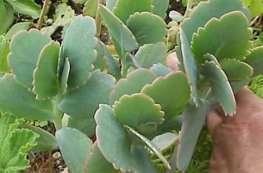 Kalanchoe fedtschenkoi: Facts, features, growth and maintenance tips, toxicity, and uses of lavender scallops 2