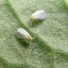 White fly: Identification, life cycle, and how to control 1