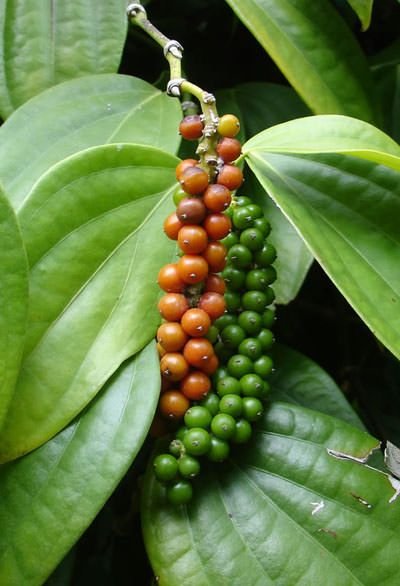 Pepper Plant: Facts, Types, Growth, Care, and Uses