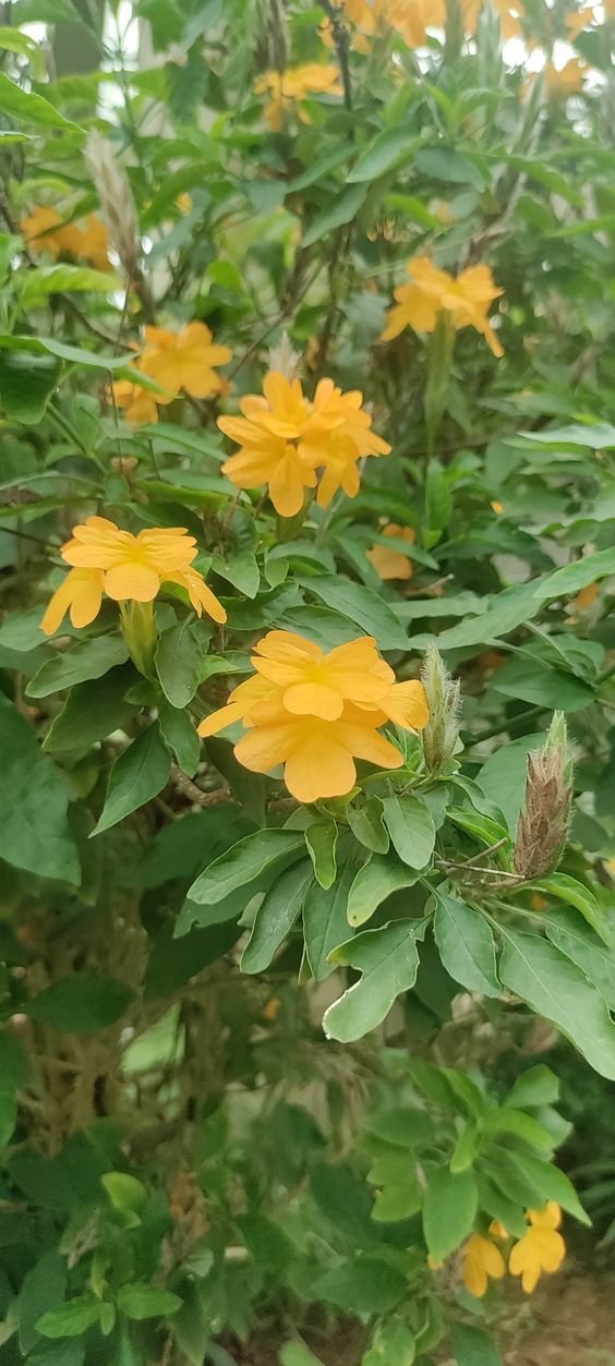 Crossandra infundibuliformis: Un ghid cuprinzător al plantei cu flori petarde 2