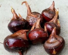 Trapa: A comprehensive guide to the water chestnut plant 2