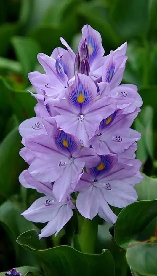 Water hyacinth: Facts, features, growth, maintenance, and uses 2