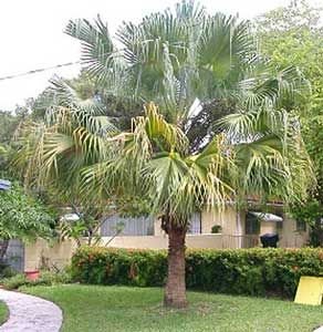 Livistona chinensis: Facts, features, growth, care, and uses of Chinese fan palm 2