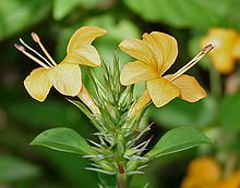Barleria prionitis: Facts, growth, maintenance, and uses of porcupine flower 